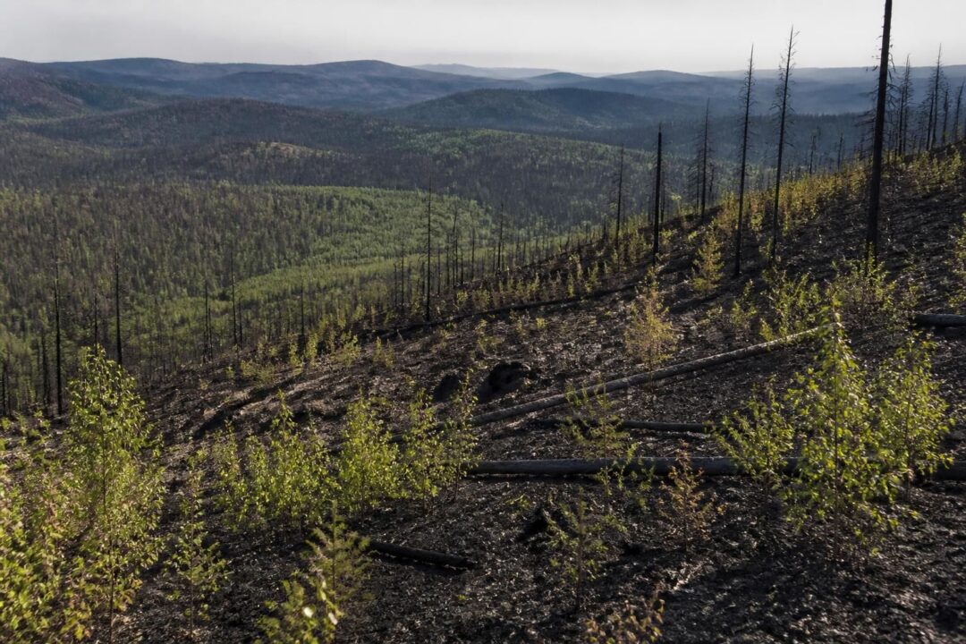 découvrez l'impact durable de l'incendie de carpiagne sur le mont saint-cyr, quinze ans après la catastrophe, et comment la nature lutte pour se reconstruire.